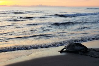 sea turtle